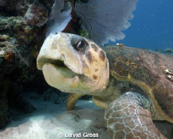 Loggerhead in John Pennecamp Park by David Gross 